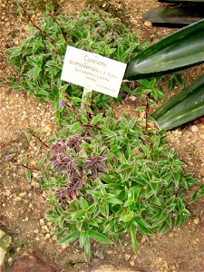 Cyanotis somaliensis specimen in the Botanischer Garten, Berlin-Dahlem (Berlin Botanical Garden), Berlin, Germany.