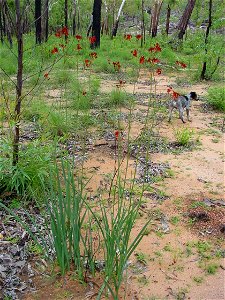 Haemodorum coccineum in flower.