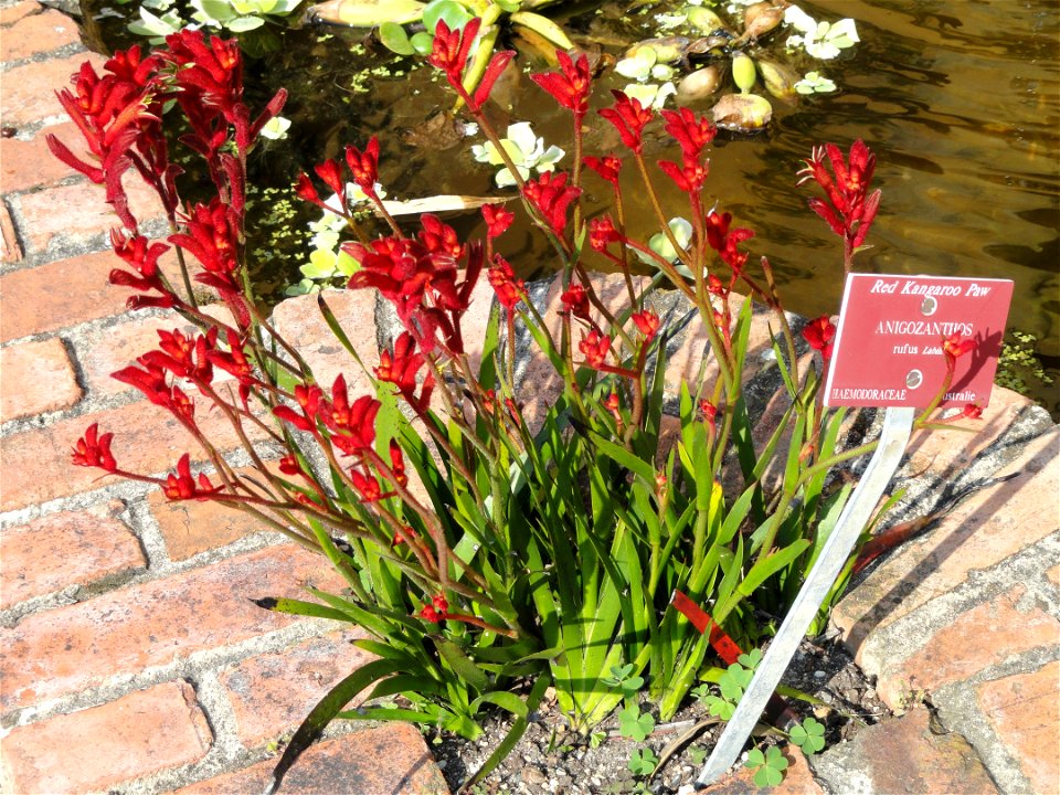 Anigozanthos rufus specimen in the Jardin botanique du Val Rahmeh, Menton, Alpes-Maritimes, France.