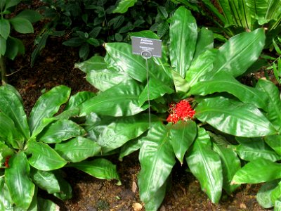 Palisota pynaertii specimen in the Botanischer Garten, Berlin-Dahlem (Berlin Botanical Garden), Berlin, Germany. photo