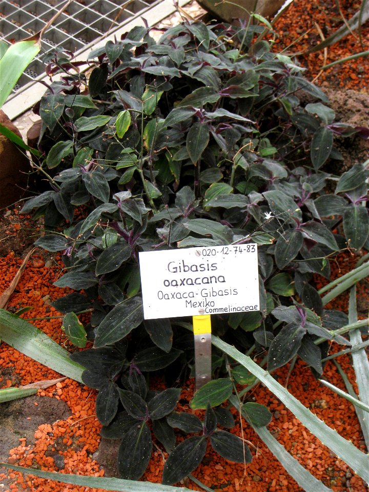 Gibasis oaxacana specimen in the Botanischer Garten, Berlin-Dahlem (Berlin Botanical Garden), Berlin, Germany.