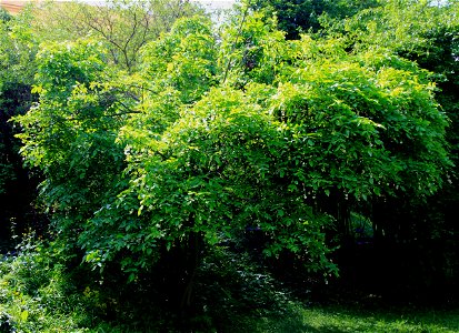 Flowering tree Staphylea pinnata from the Botanical Gardens of Charles University, Prague, Czech Republic
