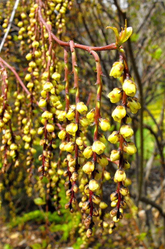 Stachyurus praecox at the UC Berkeley Botanical Garden, California, USA. Identified by sign.