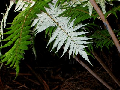 Silver Fern Cyathea dealbata: shows silvery underside on frond. Photo taken 26 March 2005.