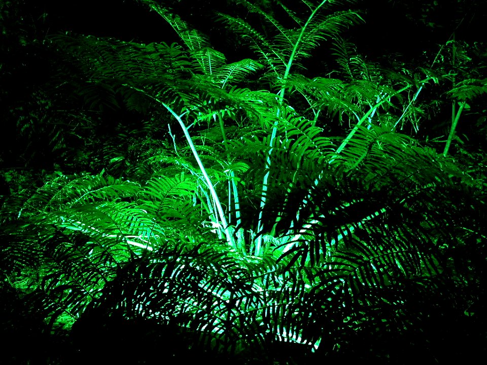 Lit fern in Pukekura Park ((Festival of Lights).