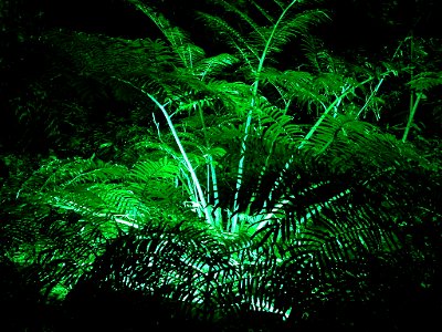 Lit fern in Pukekura Park ((Festival of Lights).