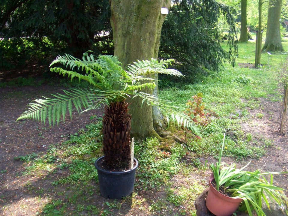 Picture taken at the Botanische Tuin TU Delft in Delft, The Netherlands
