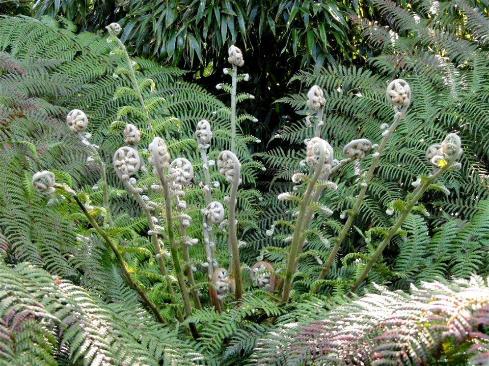 Dicksonia antarctica. Botanical specimen on Isola Madre (Stresa), Lake Maggiore, Italy.
