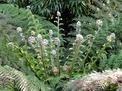 Dicksonia antarctica. Botanical specimen on Isola Madre (Stresa), Lake Maggiore, Italy.