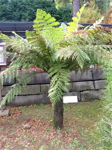 Dicksonia antarctica in Koishikawa Botanical Gardens, Tokyo, Japan.
