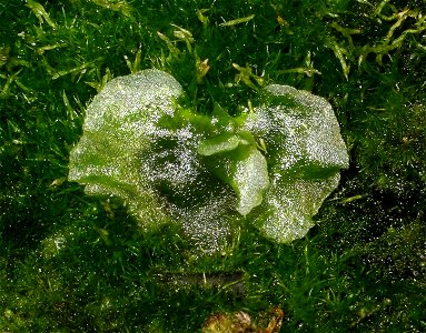 Prothallus of Dicksonia antarctica