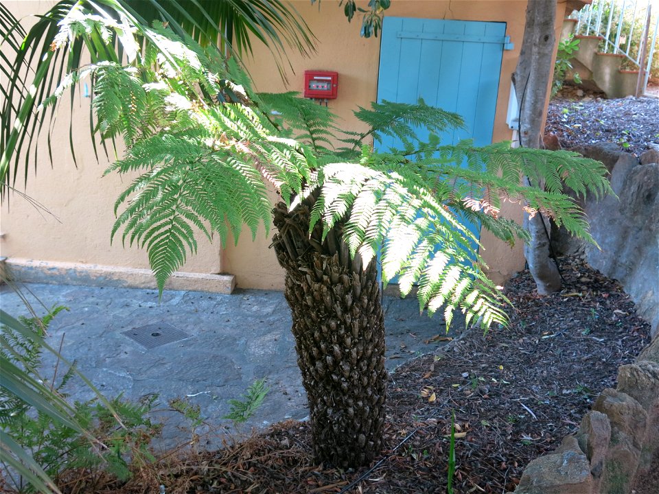 Dicksonia antarctica in parc Gonzalez in Bormes-les-Mimosas (Var, France). Plant identified by its botanic label.