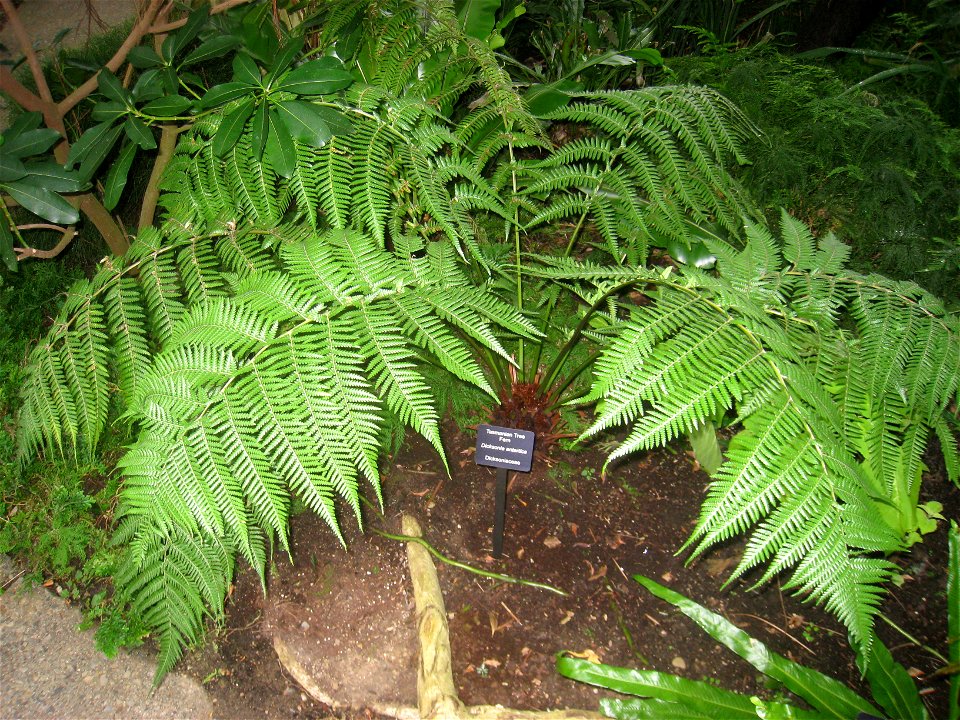 Dicksonia antarctica. Specimen in the conservatory - Matthaei Botanical Gardens, University of Michigan, 1800 N Dixboro Road, Ann Arbor, Michigan, USA.