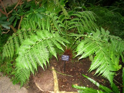 Dicksonia antarctica. Specimen in the conservatory - Matthaei Botanical Gardens, University of Michigan, 1800 N Dixboro Road, Ann Arbor, Michigan, USA.
