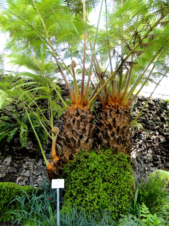 Cibotium barometz specimen in the Botanischer Garten München-Nymphenburg, Munich, Germany.
