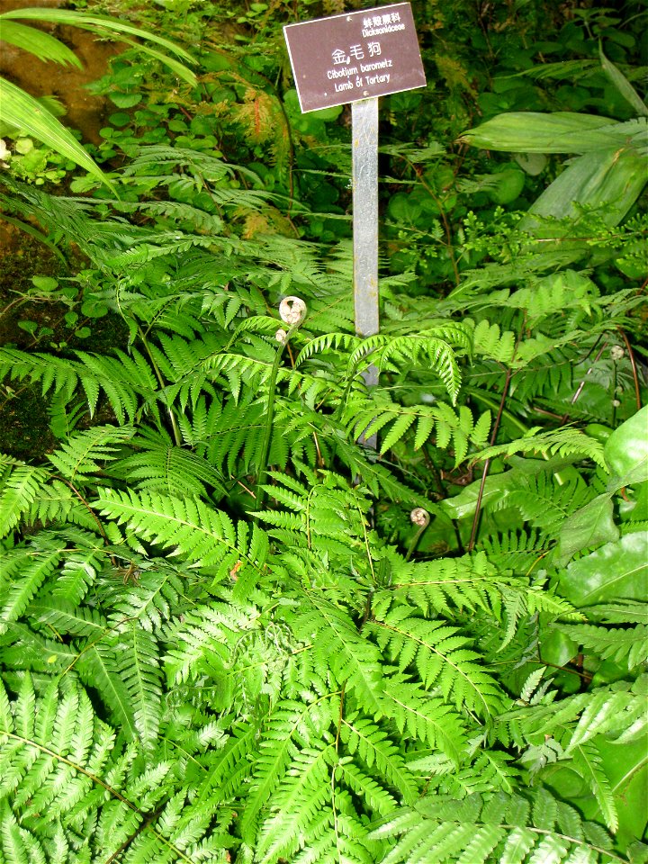Cibotium barometz. Hong Kong Park Conservatory in Hong Kong Park, Hong Kong.