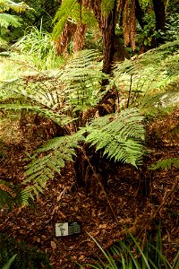 Dicksonia squarrosa