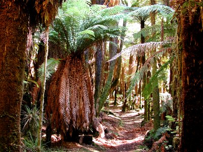 Tree fern understorey in Whirinaki Forest Park near Rotorua, New Zealand.