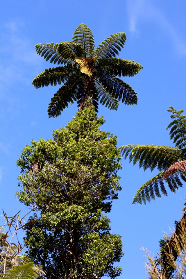 Cyathea medullaris, Mamaku, tree ferns growing in the Waitakere Ranges, near Auckland, New Zealand. Rata vine (Metrosideros spp.), climbs up the trunk.
