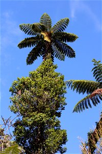 Cyathea medullaris, Mamaku, tree ferns growing in the Waitakere Ranges, near Auckland, New Zealand. Rata vine (Metrosideros spp.), climbs up the trunk.