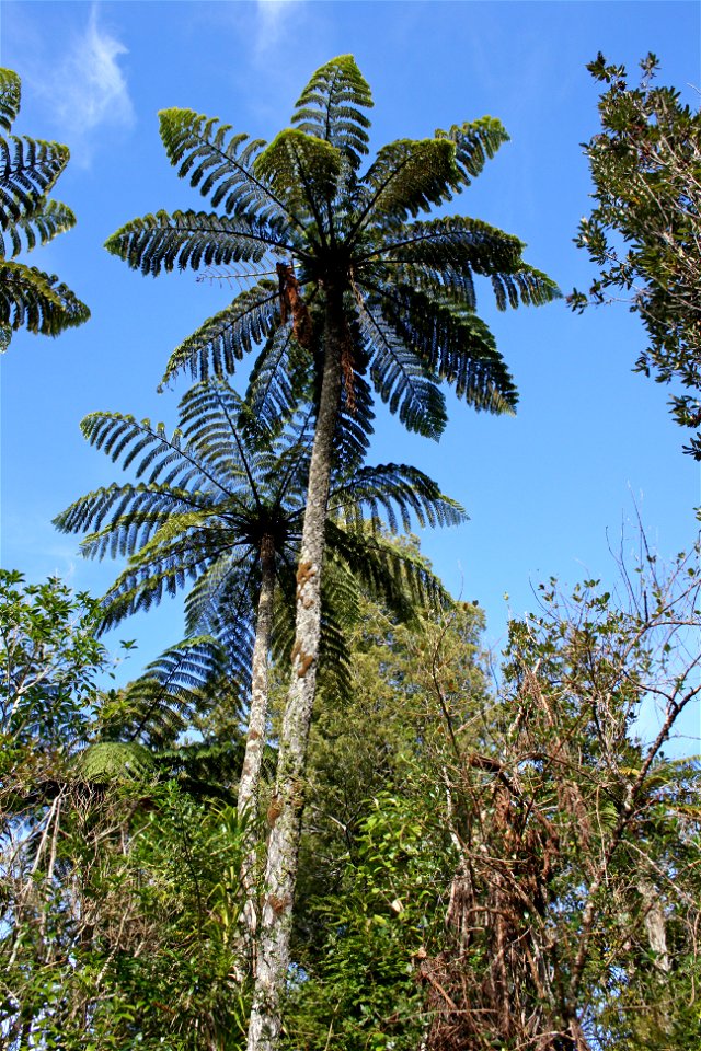 Cyathea medullaris, Mamaku, tree ferns growing in the Waitakere Ranges, near Auckland, New Zealand