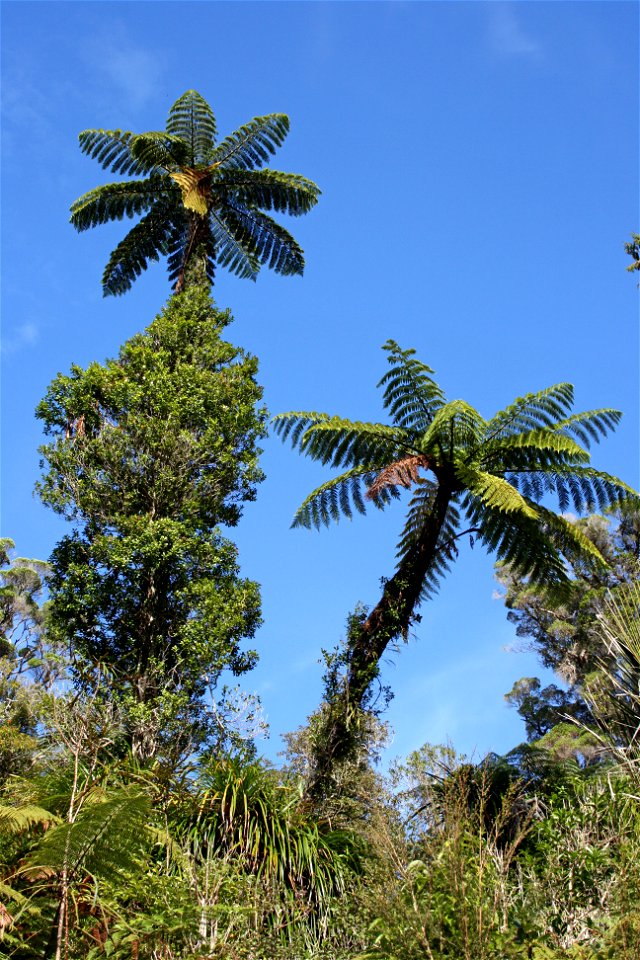 Cyathea medullaris, Mamaku, tree ferns growing in the Waitakere Ranges, near Auckland, New Zealand. Tree fern on the left has an epiphytic rata vine (Metrosideros spp., probably M.fulgens) growing on 