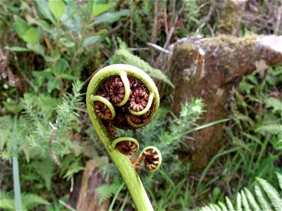 Crozier/fiddlehead of a mamaku tree fern in Tararua Forest Park, New Zealand. Curled up tip about 5cm in diameter.