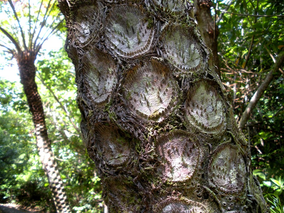 Cyathea mertensiana (Kunze) Copel 
In Japanese「Maruhachi」

in Japan Bonin Islands Hahajima