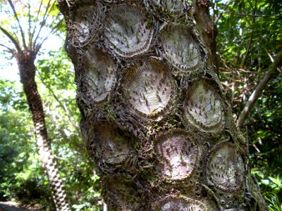 Cyathea mertensiana (Kunze) Copel 
In Japanese「Maruhachi」

in Japan Bonin Islands Hahajima