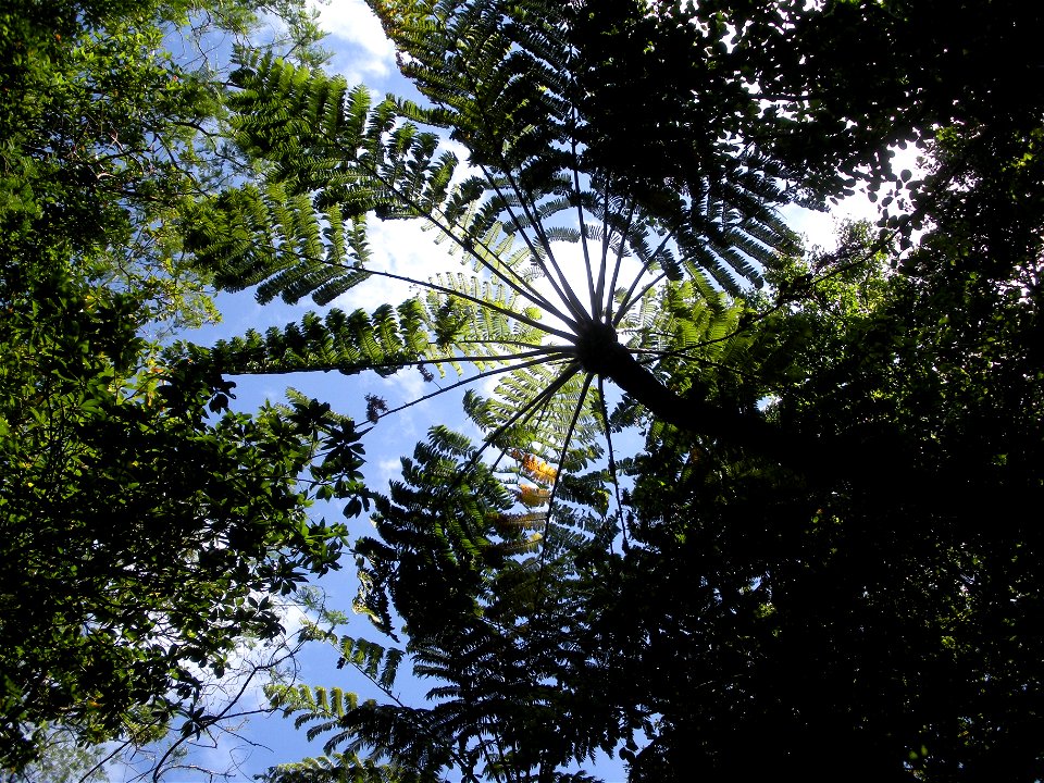Cyathea mertensiana (Kunze) Copel 
In Japanese「Maruhachi」

in Japan Bonin Islands Hahajima