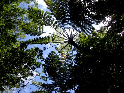 Cyathea mertensiana (Kunze) Copel 
In Japanese「Maruhachi」

in Japan Bonin Islands Hahajima