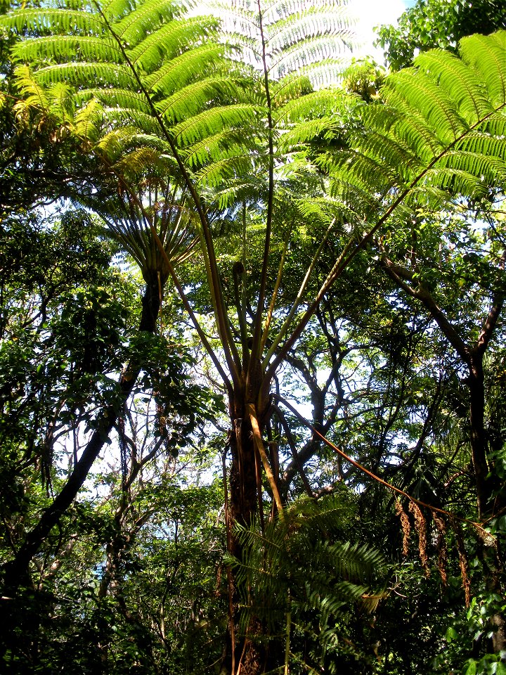 Hego(Cyathea spinulosa) in Japan BoninIsLands Chichijima Island