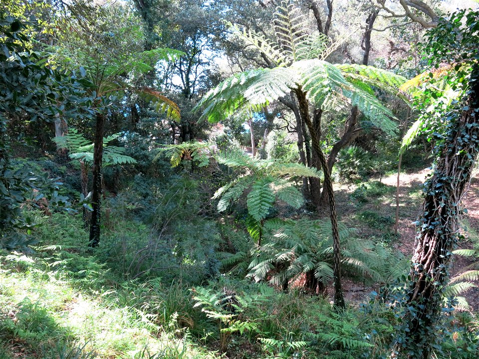 Domaine du Rayol - Cyathea medullaris. Rayol-Canadel-sur-Mer (Var, France).