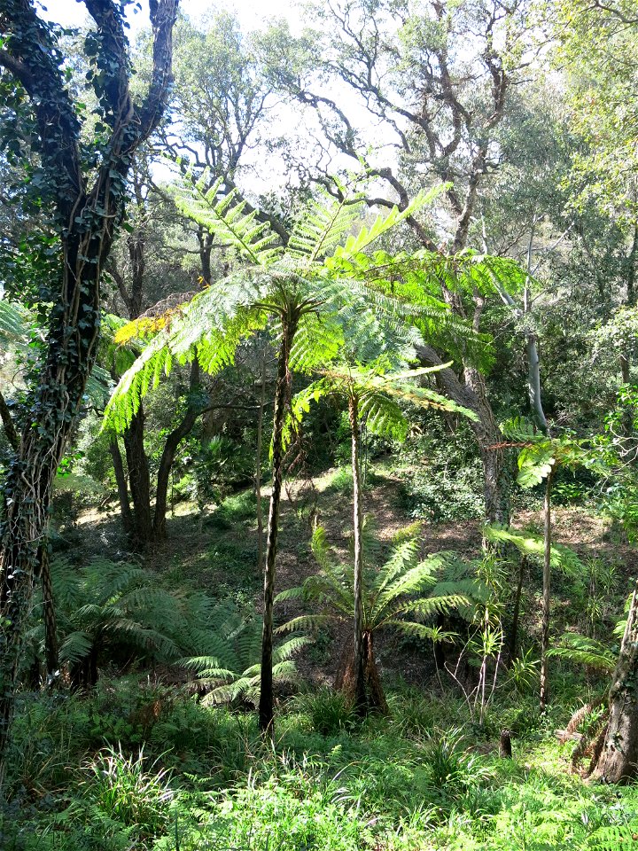 Domaine du Rayol - Cyathea medullaris. Rayol-Canadel-sur-Mer (Var, France).