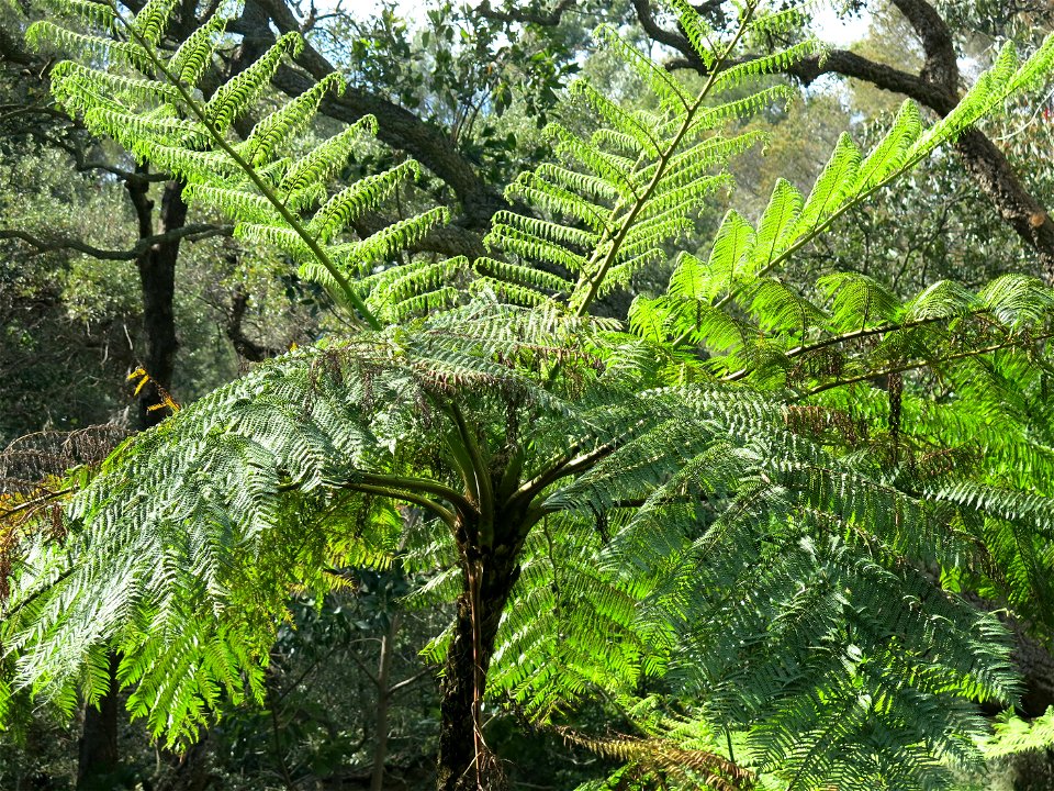Domaine du Rayol - Cyathea medullaris. Rayol-Canadel-sur-Mer (Var, France).