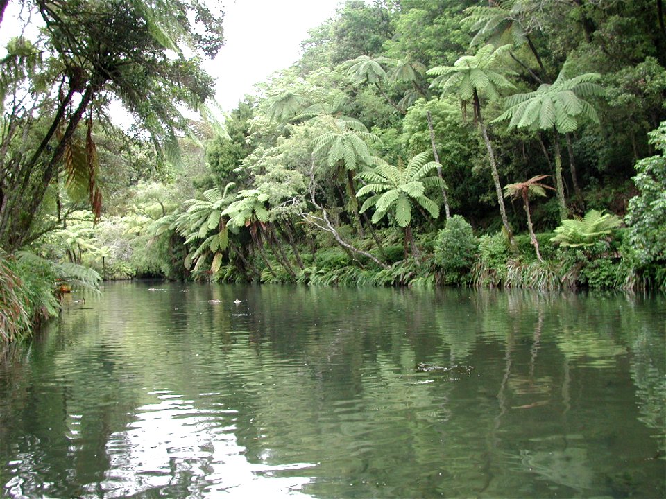 Main lake in Pukekura Park.