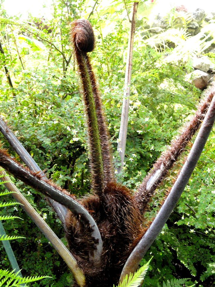 Sphaeropteris medullaris (now Cyathea medullaris) specimen in the Botanischer Garten München-Nymphenburg, Munich, Germany.