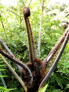 Sphaeropteris medullaris (now Cyathea medullaris) specimen in the Botanischer Garten München-Nymphenburg, Munich, Germany.