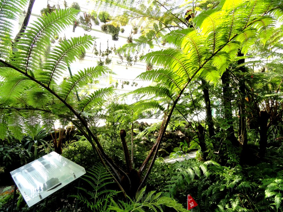 Sphaeropteris medullaris (now Cyathea medullaris) specimen in the Botanischer Garten München-Nymphenburg, Munich, Germany.