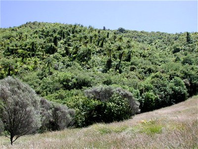 Tararua bush with tree ferns at Otaki Forks.