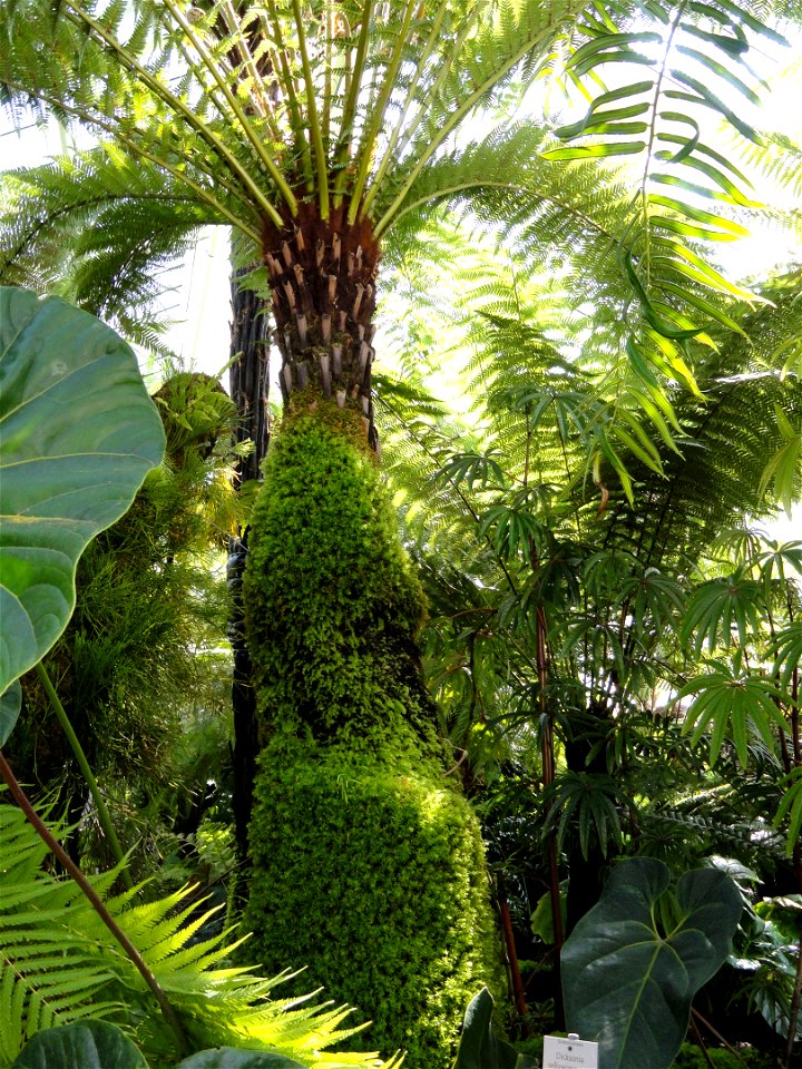 Dicksonia sellowiana specimen in the Botanischer Garten München-Nymphenburg, Munich, Germany.