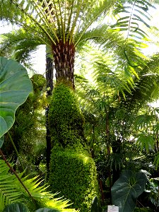 Dicksonia sellowiana specimen in the Botanischer Garten München-Nymphenburg, Munich, Germany.