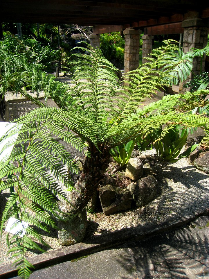 Dicksonia sellowiana in the Jardim Botânico de São Paulo, São Paulo City, SP, Brazil.