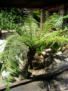 Dicksonia sellowiana in the Jardim Botânico de São Paulo, São Paulo City, SP, Brazil.