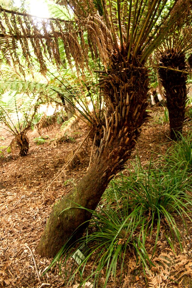 Dicksonia fibrosa