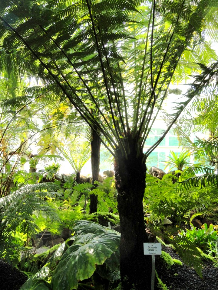 Dicksonia fibrosa specimen in the Botanischer Garten München-Nymphenburg, Munich, Germany.