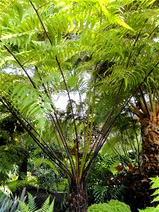 Cyathea dregei specimen in the Botanischer Garten München-Nymphenburg, Munich, Germany.