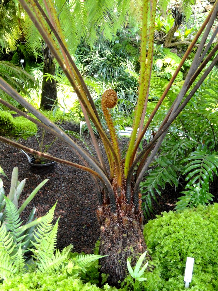 Cyathea dregei specimen in the Botanischer Garten München-Nymphenburg, Munich, Germany.