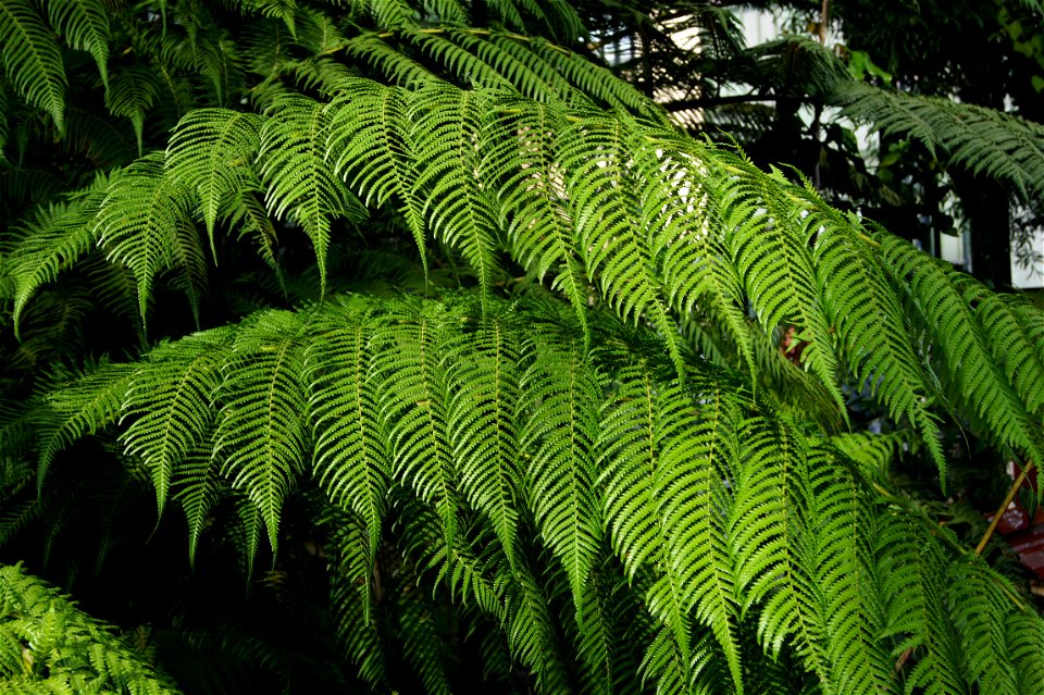 Cyathea dregei Kunze, Serre tropicale du Jardin des Plantes de Paris
