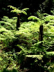 Cyathea capensis Tree ferns. Photo taken in Cape Town.